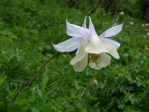 Fragrant Columbine